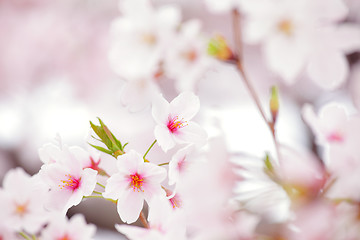 Image showing Sakura in pink