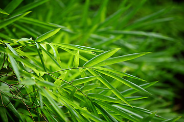 Image showing Green plant