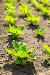 Image showing Lettuce field