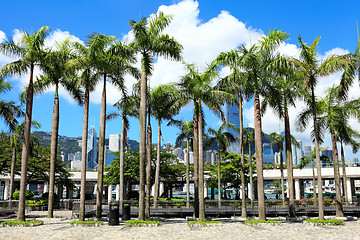 Image showing Plam tree in Hong Kong downtown