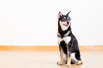 Image showing Black shiba siting on the floor