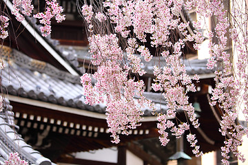 Image showing Sakura tree in japanese temple