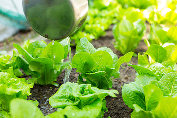 Image showing Lettuce field
