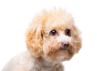 Image showing Poodle dog