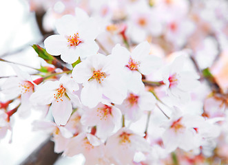 Image showing Sakura flower