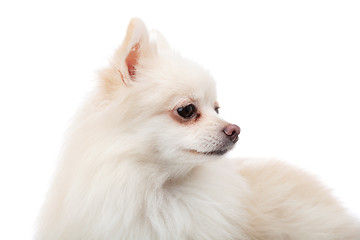Image showing White pomeranian looking another side