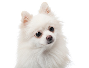 Image showing White pomeranian feeling curiosity