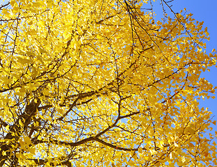 Image showing Yellow gingko tree with clear blue sky