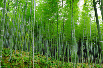 Image showing Bamboo forest