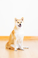 Image showing Brown shiba smile