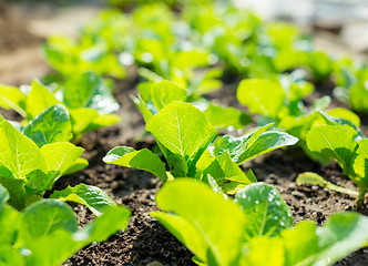 Image showing Young lettuce field