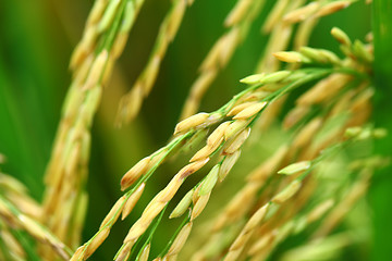 Image showing Paddy rice