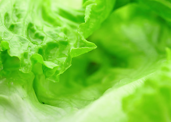 Image showing Lettuce vegetable