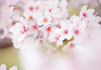 Image showing Sakura