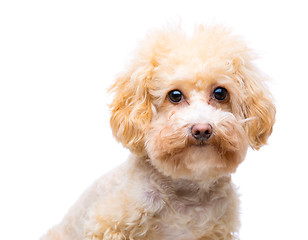 Image showing Dog poodle