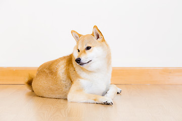 Image showing Cute shiba lying down