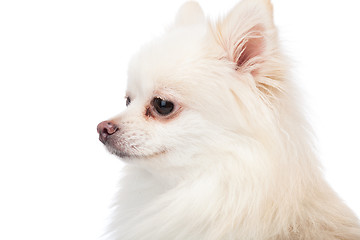 Image showing White pomeranian side profile