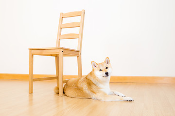 Image showing Shiba inu at home