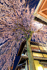 Image showing Sakura tree and wooden building from low angle