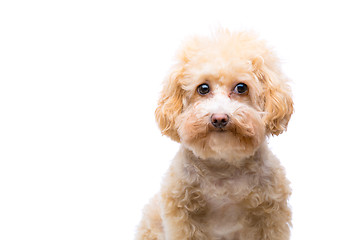 Image showing Poodle dog isolated