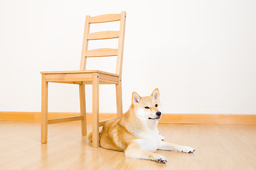 Image showing Brown shiba at home