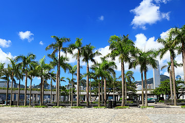 Image showing Plam tree in Hong Kong city