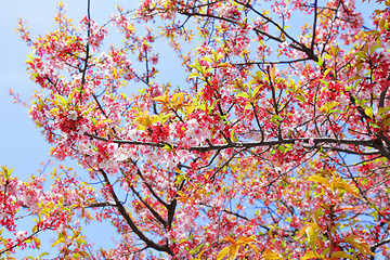 Image showing Sakura tree