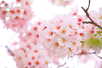 Image showing Sakura flower