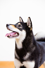 Image showing Black shiba side profile