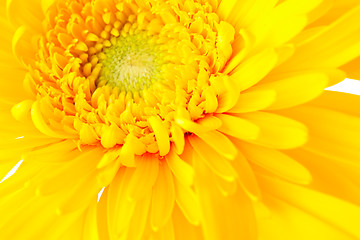 Image showing Yellow daisy close up