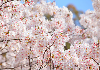Image showing Sakura tree over blue sky