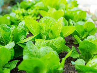 Image showing Lettuce field