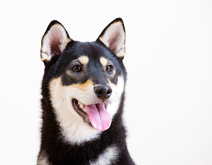 Image showing Black and tan Shiba Inu 