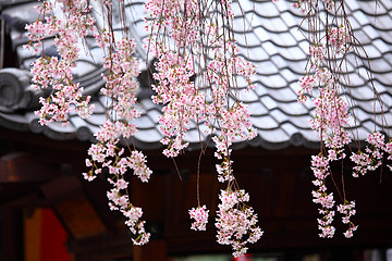 Image showing Japanese wooden house with weeping sakura