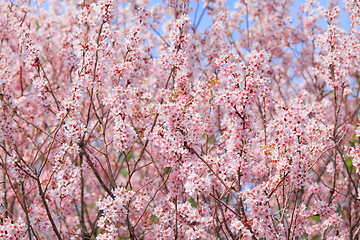 Image showing Sakura tree with blue sky