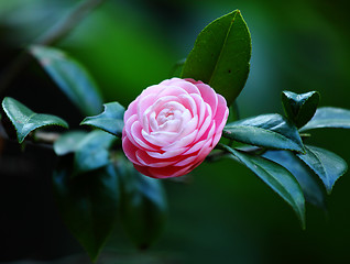 Image showing Pink camellia