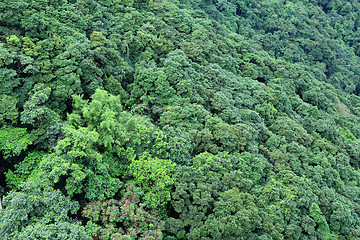 Image showing Forest mountain