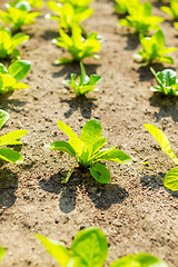 Image showing Lettuce field