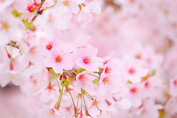 Image showing Sakura