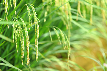 Image showing Paddy rice