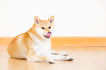 Image showing Brown shiba lick sticking out