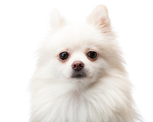 Image showing White pomeranian