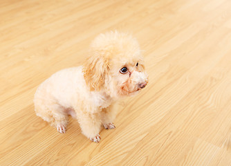 Image showing Poodle