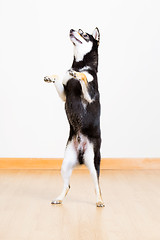 Image showing Black shiba standing