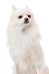 Image showing White pomeranian portrait