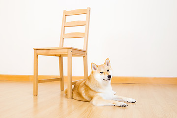 Image showing Brown shiba with chair