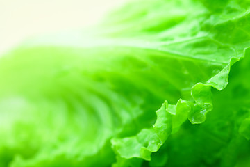 Image showing Lettuce