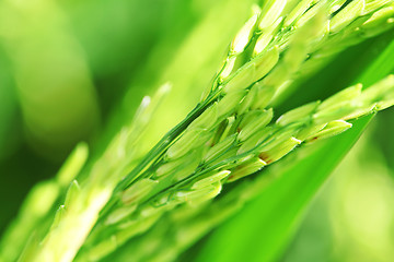 Image showing Paddy rice close up