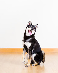 Image showing Black shiba smile in living room