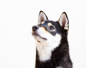 Image showing Black shiba looking up